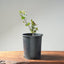 Blue Oak Bonsai #1286 - Bonsaify
