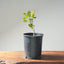 Blue Oak Bonsai #1287 - Bonsaify