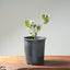 Blue Oak Bonsai #1288 - Bonsaify