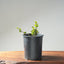 Blue Oak Bonsai #1289 - Bonsaify
