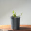 Blue Oak Bonsai #1289 - Bonsaify