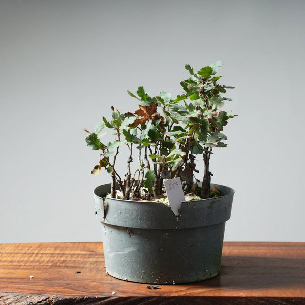 Blue Oak seedling batch 633 - Bonsaify