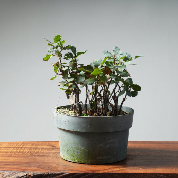 Blue Oak seedling batch 633 - Bonsaify