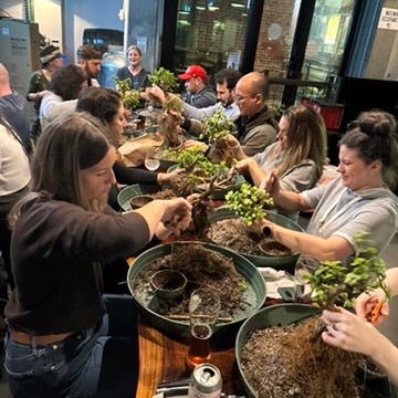 bonsai tree brewery Bonsaify