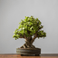 Bonsai Classes at Blue Oak Brewing Co. - Bonsaify