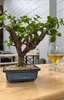 Bonsai Classes at Blue Oak Brewing Co. - Bonsaify