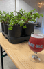 Bonsai Classes at Blue Oak Brewing Co. - Bonsaify