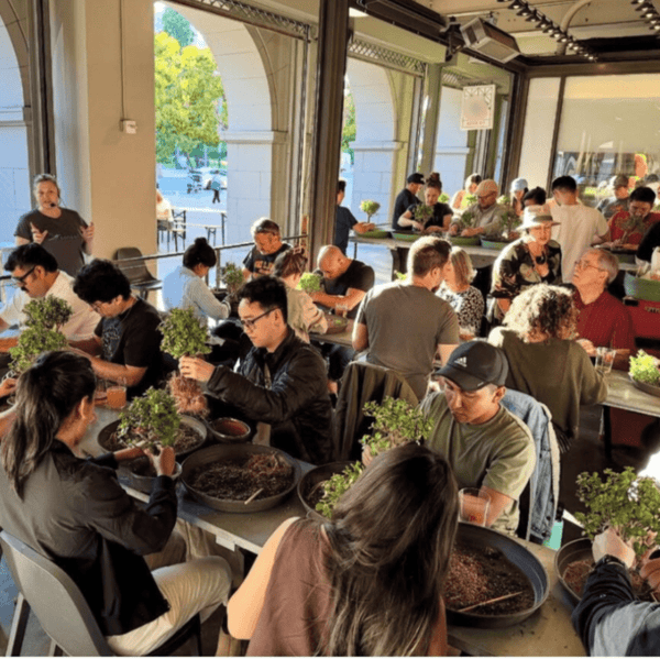 Bonsai Classes at Charlie May Coffee and Tea - Bonsaify