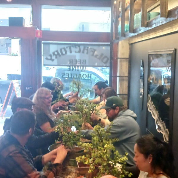 Bonsai Classes at Olfactory Brewing, Berkeley - Bonsaify