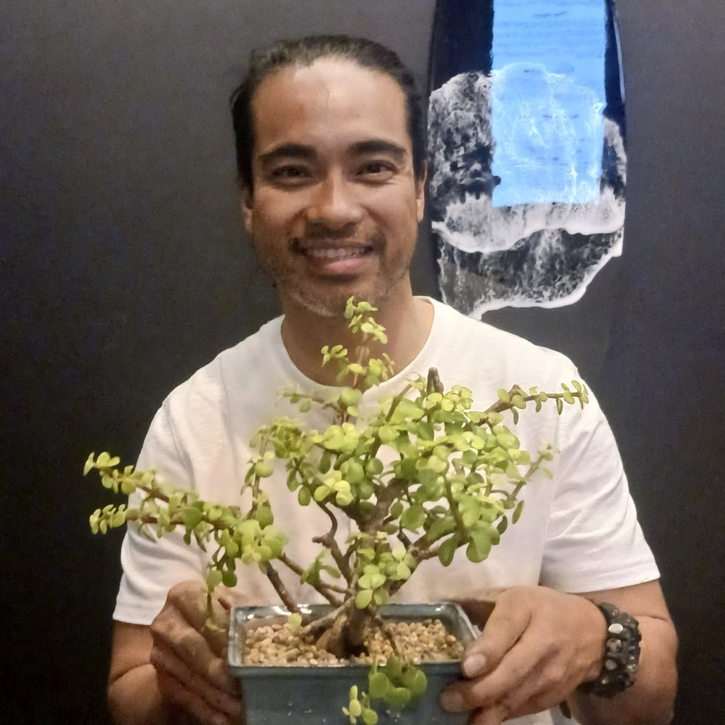 Bonsai Classes at Olfactory Brewing, Berkeley - Bonsaify