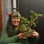Bonsai Classes at Olfactory Brewing, Berkeley - Bonsaify