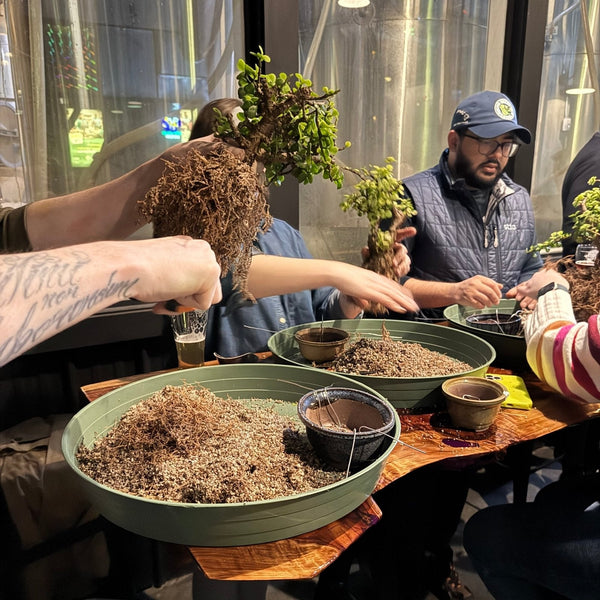 Bonsai Classes at Solid Ground Brewing - Bonsaify