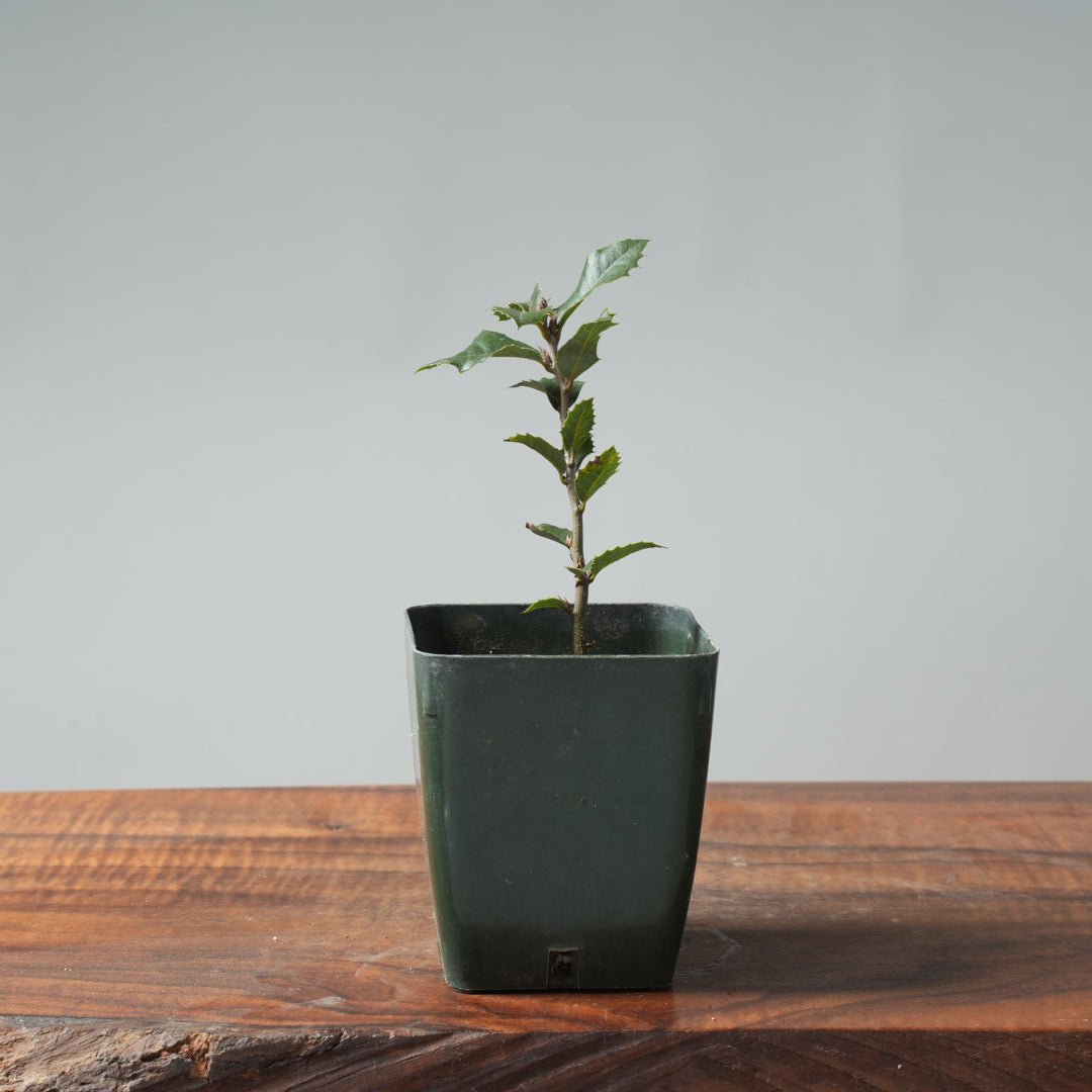 live oak bonsai tree for sale Bonsaify