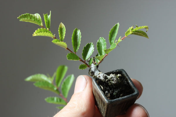 Chinese Corkbark Elm Bonsai Starters - Bonsaify
