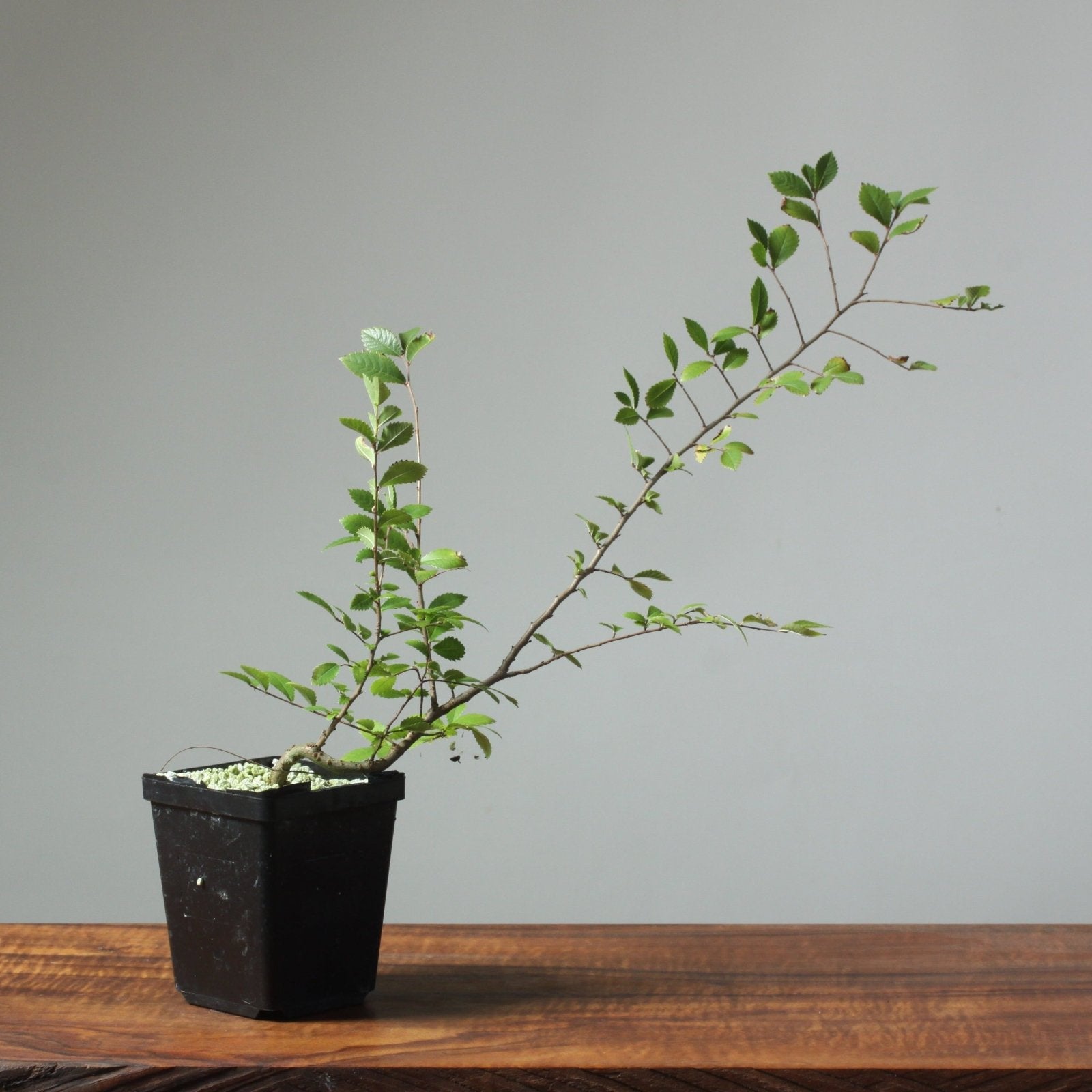 Chinese Corkbark Elm Bonsai Starters - Bonsaify