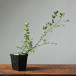 Chinese Corkbark Elm Bonsai Starters - Bonsaify