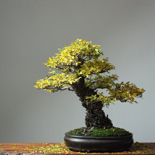 Chinese Corkbark Elm Bonsai Starters - Bonsaify