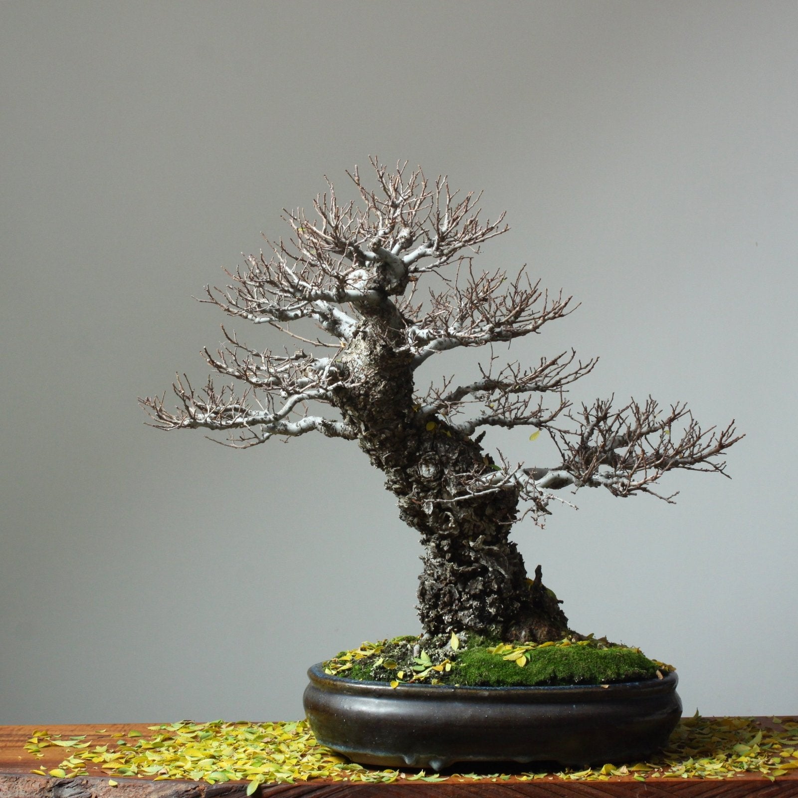 elm bonsai tree for sale Bonsaify