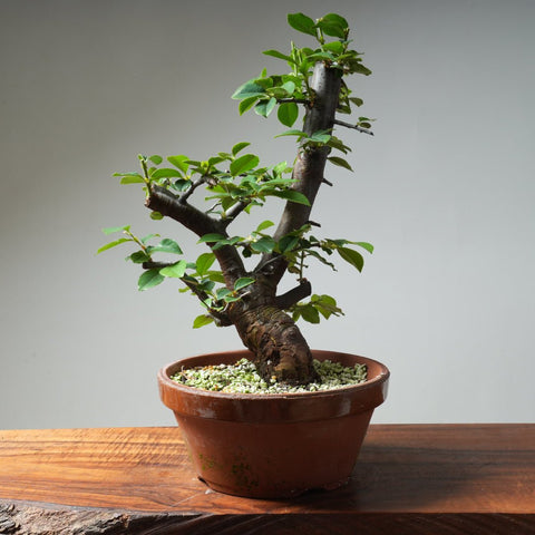 Chinese Quince Bonsai 316 - Bonsaify