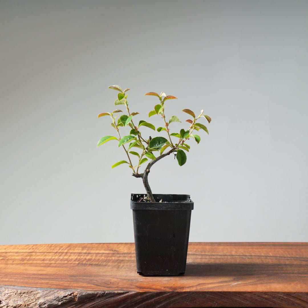 Chinese Quince Bonsai 441 - Bonsaify