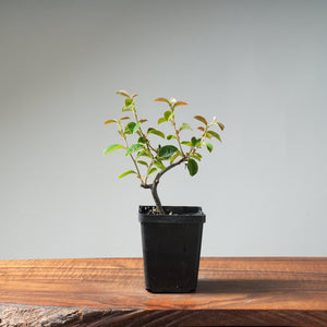 Chinese Quince Bonsai 441 - Bonsaify