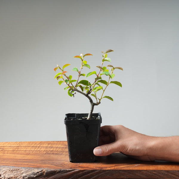 Chinese Quince Bonsai 441 - Bonsaify