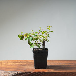 Chinese Quince Bonsai 442 - Bonsaify