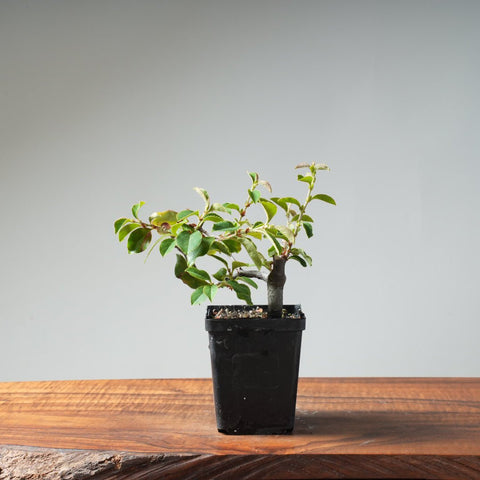 Chinese Quince Bonsai 442 - Bonsaify