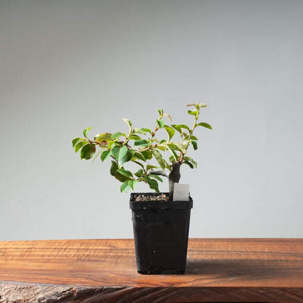 Chinese Quince Bonsai 442 - Bonsaify
