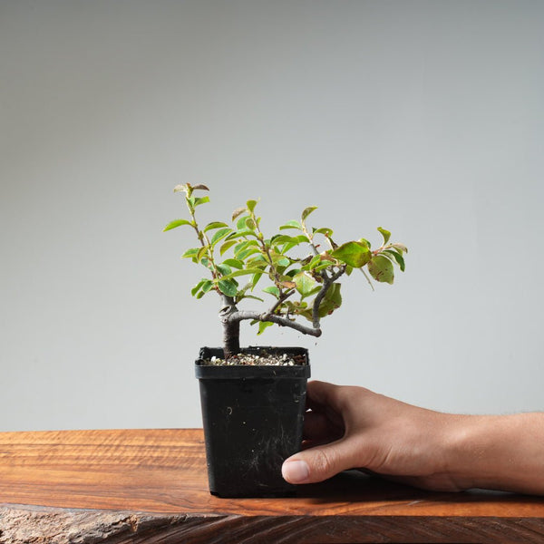 Chinese Quince Bonsai 442 - Bonsaify