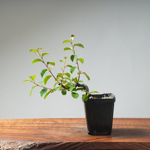 Chinese Quince Bonsai 444 - Bonsaify