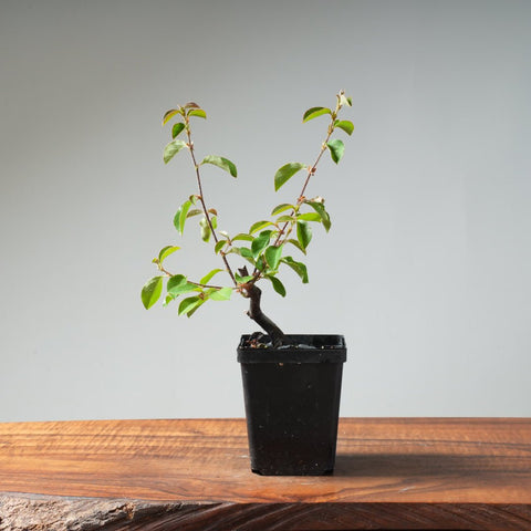 Chinese Quince Bonsai 445 - Bonsaify