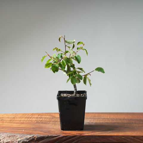 Chinese Quince Bonsai 446 - Bonsaify