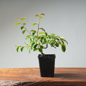 Chinese Quince Bonsai 449 - Bonsaify