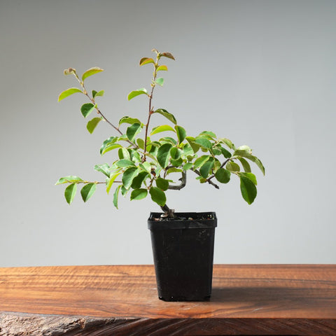Chinese Quince Bonsai 449 - Bonsaify