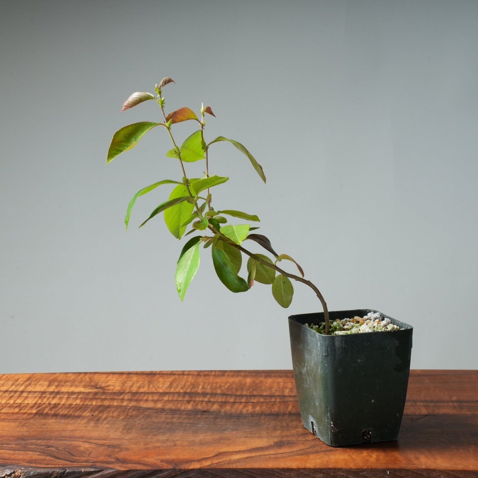 Chinese Quince Starters - Bonsaify