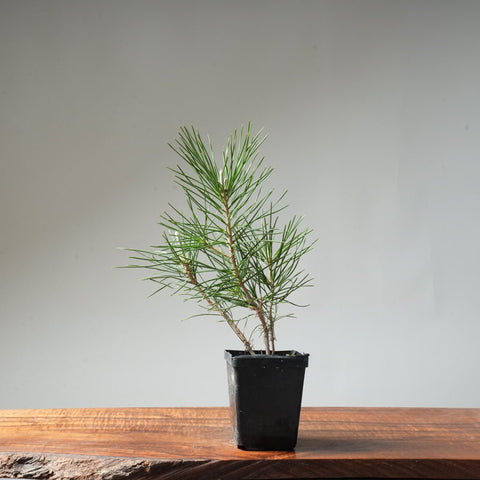Clump Style Japanese Black Pine #47 - Bonsaify