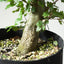 Coast Live Oak Bonsai 840 - Bonsaify
