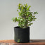 Coast Live Oak Bonsai 841 - Bonsaify