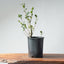Coast Live Oak Bonsai 963 - Bonsaify