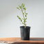 Coast Live Oak Bonsai 965 - Bonsaify