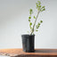 Coast Live Oak Bonsai 965 - Bonsaify