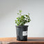 Coast Live Oak Bonsai 966 - Bonsaify