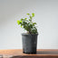 Coast Live Oak Bonsai 966 - Bonsaify