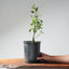 Coast Live Oak Bonsai 967 - Bonsaify