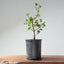 Coast Live Oak Bonsai 967 - Bonsaify