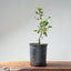Coast Live Oak Bonsai 967 - Bonsaify