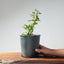 Coast Live Oak Bonsai 968 - Bonsaify