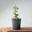 Coast Live Oak Bonsai 968 - Bonsaify