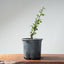 Coast Live Oak Bonsai 969 - Bonsaify